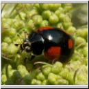 Adalia bipunctata - Zweipunkt 13.jpg